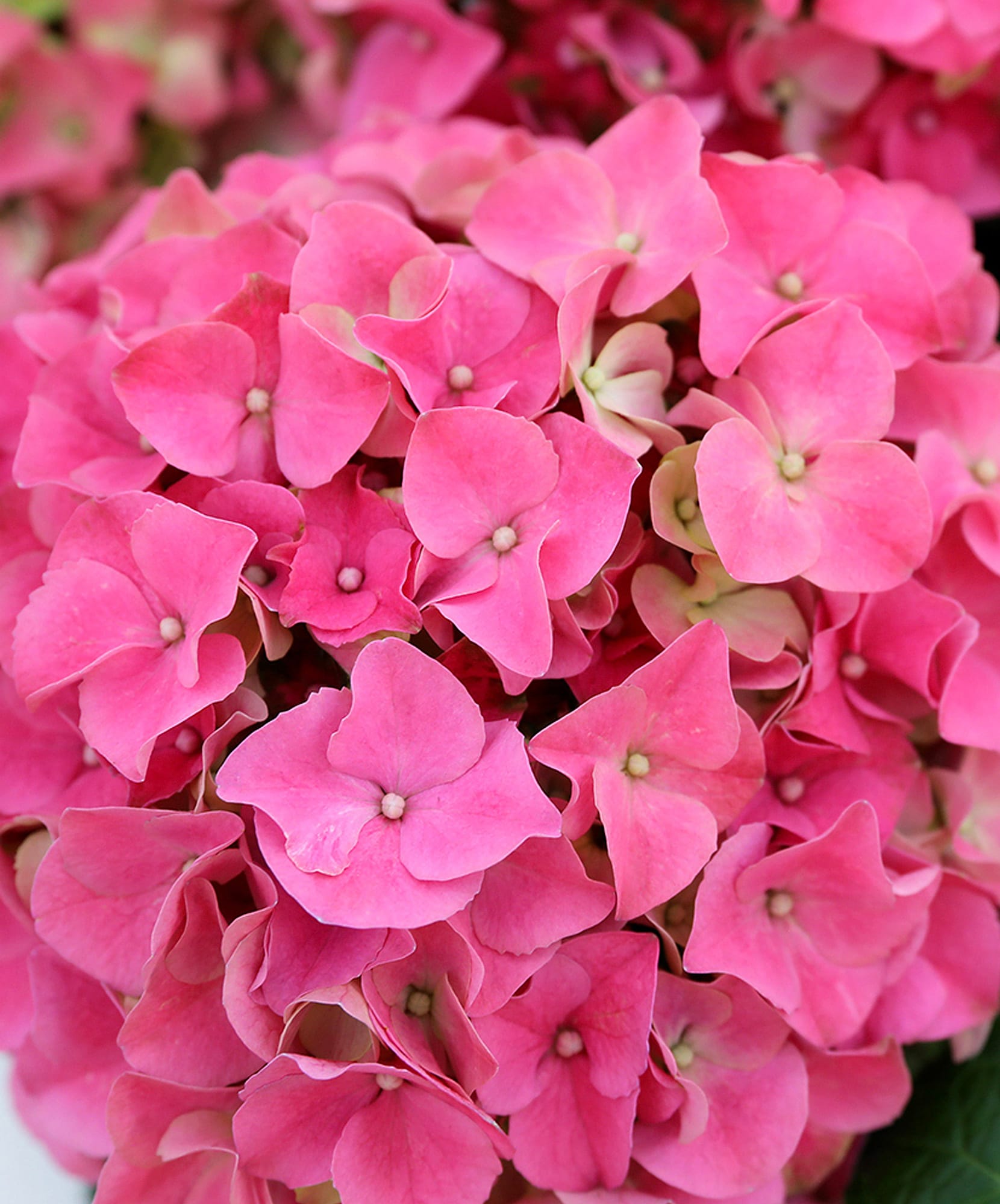 Vibrant pink hydrangea blooms clustered beautifully, perfect for brightening any space.